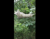 Larva on Silk Twitch as Wind Blows