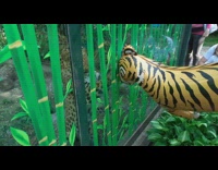 Cheetah rub glass window tiger balloon zoo
