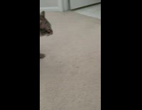 Grey cat smells and bites at orange cats ear