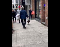 Two people try to catch bird street