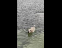 Swimming dog gags and wants to throw up water 