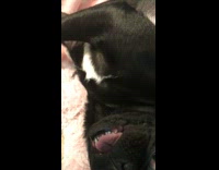 Black pug dog growls girl tickle hand 