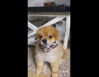 Small dog wears face mask for coronavirus