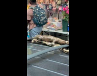 Crocodile display tied on top of car