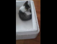 Kitten runs around inside foam box 