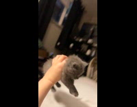 Collab Clips MPUGC2 - Kitten falls off edge of frameless bed 