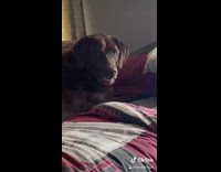 Black dog in bed digging 