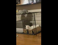 White cat inside cage try to reach toy