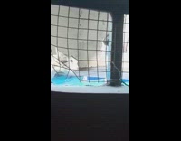 Two cats growl and fight on the rooftop