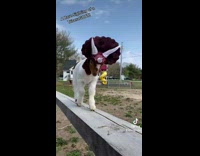 Baby goat wearing dinosaur hat 