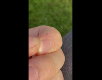 Small thin black inchworm crawl on finger