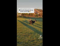 Gorilla mascot go to dog park tiktok