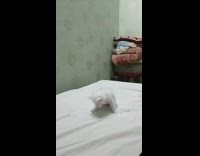 White kitten plays with plastic green wall 