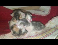Mother cat sit beside her newborn kittens