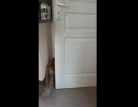 Pet cat reaches doorknob to open the door