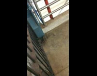 rat limping while walking