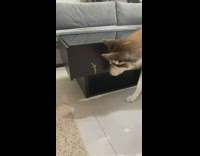 Woman jumps onto couch after seeing lizard 