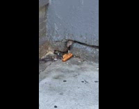 Rat eats bread in a hole along the street 