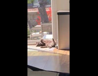 Cat lie down next to security camera