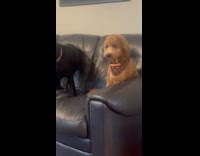 Poodle dog weirded out by Labrador 