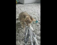 Grey and brown kitten plays with rope toy 
