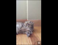 grey cat zoom challenge pulled back