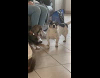 Dog wants play other dog gets mad