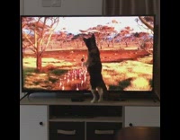 (3RD PARTY CONTENT) Brown black white kitten stands television movie  
