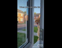 Cat sits on window sill and meows