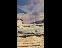 Man push ups for video at canyon