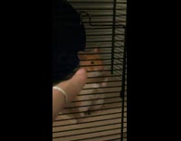 Hamster nod response arrested for being cute