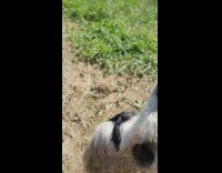 Pet Meerkat on a harness looks up at the park