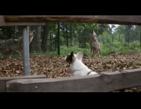 Brave small white dog bark howl wolves