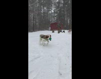 green ball thrown at dog in snow