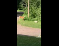 Collab BitchMP - Deer on grass with white dog playing and then chases it 