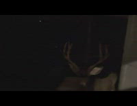 Wild deer outside house eat Halloween pumpkin