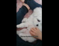 Collab PubityPets - White puppy between legs ask for belly rubs