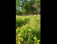 Gray cat enjoys hopping on the grass