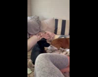 Dog sits on couch watching DDOI videos