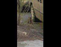 Rat couple kisses while standing up