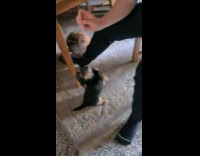 Pet dog sit and stand like a meerkat pose to owner