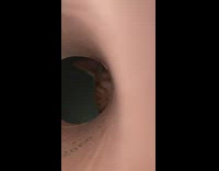 Pet cat peeks inside the cardboard roll