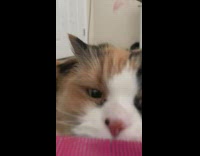 Collab DailyDoseOfIntenet - Brown black white cat bites pink comb 