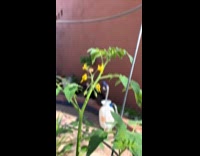 Bee doing buzz pollination