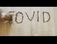 Corgi dog eats covid kibble food floor