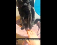 Cat tries to put man hand down