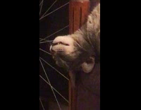 Cat sleeps upside down 