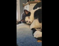 Sleeping cat wakes up and meows alive 