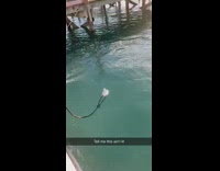 Grey shark bites bait two guys boat 