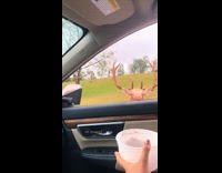 Collab Clips MPUGC - Ostrich pushed away by deer eating